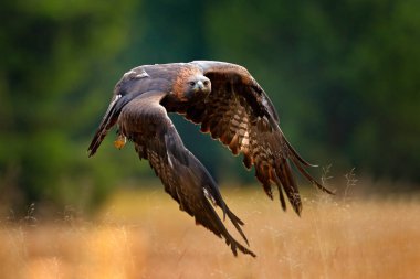 Golden eagle flying above the blooming meadow. Big bird of prey with open wings. clipart