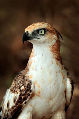 Değişken şahin-kartal, Nisaetus sirhatus, yaklaşın, kartal yerde, arka plandaki yüksek çimlere karşı çürümüş gövdeye tünemiş. Wilpattu Ulusal Parkı, Sri Lanka. Vahşi yaşam fotoğrafçılığı.