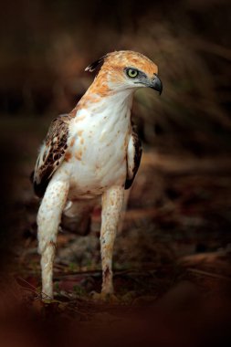 Değişken şahin-kartal, Nisaetus sirhatus, yaklaşın, kartal yerde, arka plandaki yüksek çimlere karşı çürümüş gövdeye tünemiş. Wilpattu Ulusal Parkı, Sri Lanka. Vahşi yaşam fotoğrafçılığı.