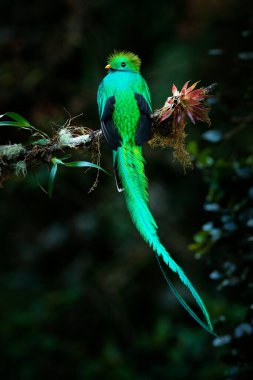 Quetzal, Pharomachrus mocinno, yeşil ormanlı Costa Rica 'dan. Muhteşem kutsal mistik yeşil ve kırmızı kuş. Orman habitatında saygın Quetzal. Kosta Rika 'dan Widlife sahnesi.