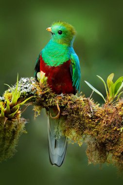 Quetzal, Pharomachrus mocinno, yeşil ormanlı Costa Rica 'dan. Muhteşem kutsal mistik yeşil ve kırmızı kuş. Orman habitatında saygın Quetzal. Kosta Rika 'dan Widlife sahnesi.