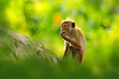 Toque macaque, Macaca sinica, akşam güneşli maymun, ağaç dalında oturuyor. Doğa habitatı Macaque, Wilpattu NP, Sri Lanka. Asya 'dan vahşi yaşam sahnesi. Arka planda güzel bir orman.
