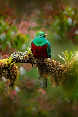 Quetzal, Pharomachrus mocinno, pembe çiçek ormanlı Costa Rica 'dan. Muhteşem kutsal yeşil ve kırmızı kuş. Orman habitatında saygın Quetzal. Kosta Rika 'dan vahşi yaşam sahnesi.