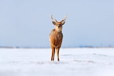 Hokkaido sika deer, Cervus nippon yesoensis, on the snowy meadow, winter mountains in the background, animal with antlers in the nature habitat. clipart