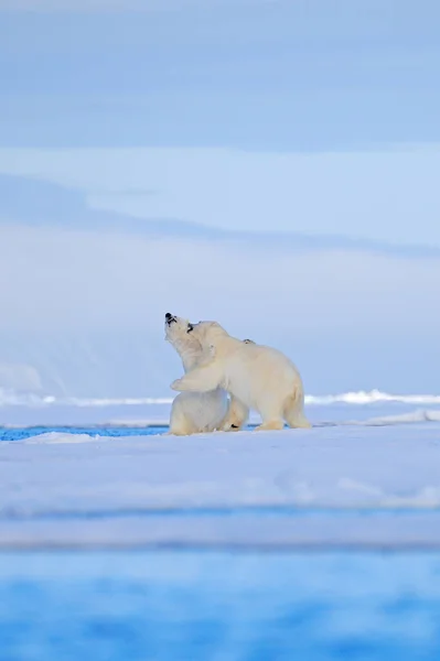 北极熊在冰上跳舞 两只熊喜欢在漂流的冰上与雪 白色动物在自然栖息地 斯瓦尔巴德 动物在雪地里玩耍 北极野生动物 有趣的图像在自然界 — 图库照片