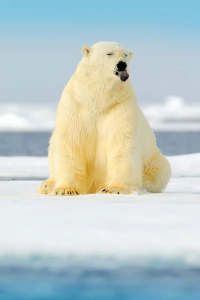 Oso Peligroso Sentado Hielo Hermoso Cielo Azul Oso Polar Deriva — Foto de Stock