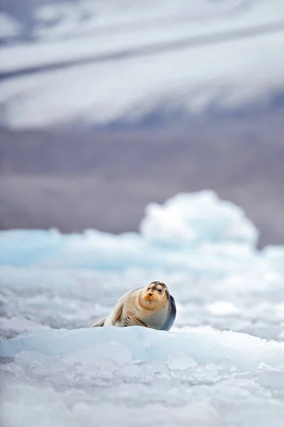 Leuke Zeehond Arctische Besneeuwde Habitat Gebaarde Zeehond Blauw Wit Ijs — Stockfoto