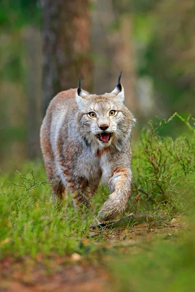 Lynx Zielonym Lesie Scena Przyrodą Chodzący Eurazjatycki Ryś Zachowanie Zwierząt — Zdjęcie stockowe