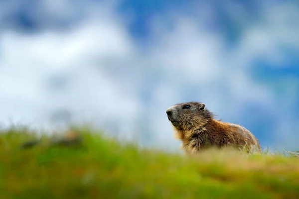 フランスの野生動物 面白い画像 マルモットの詳細 かわいい脂肪の動物のマーモットは 自然の岩の山の生息地 アルプスと草の中に座っている 野生の自然からの野生動物のシーン 雪の自然動物生息地 — ストック写真