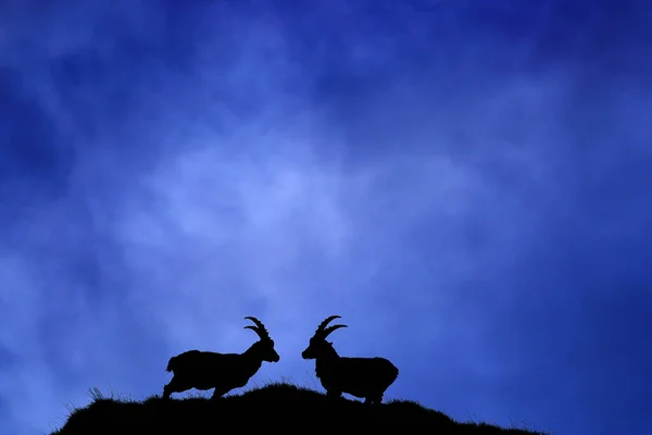 Ibex fight on the rock. Alpine Ibex, Capra ibex, animals in nature habitat, Italy. Night in the high mountain. Beautiful mountain scenery with two animals with big horns. Alps, wildlife Europe.