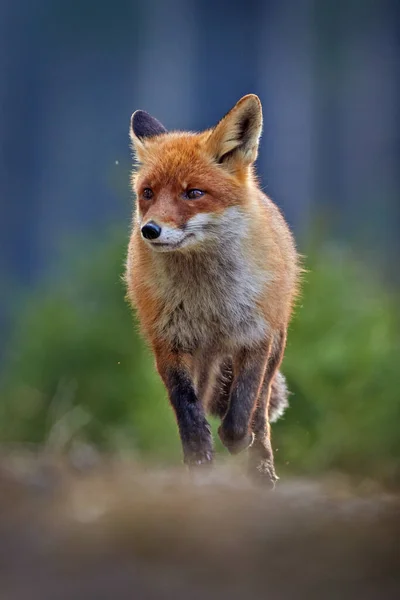 Red Fox Vulpes Vulpes Όμορφο Ζώο Χορταριασμένο Λιβάδι Στο Φυσικό — Φωτογραφία Αρχείου