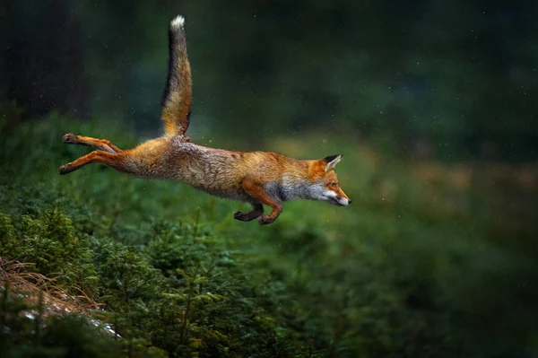 Jump. Orange fur coat animal in the nature habitat. Fox on the green forest habitat. Red Fox jumping , Vulpes vulpes, wildlife scene from Europe. Fox running in the snow. Action scene from nature.