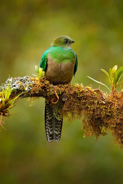 豊かなケツァルの女性 背景に緑の森とコスタリカのサヴェグレ 壮大な神聖な緑と赤の鳥 美しい熱帯動物の詳細肖像画 尾が長い鳥 — ストック写真