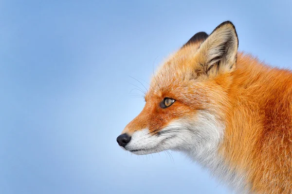 Fox Dettaglio Ritratto Primo Piano Natura Invernale Volpe Rossa Nella — Foto Stock