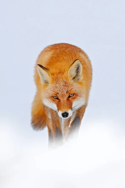 Natura Invernale Volpe Rossa Nella Neve Bianca Inverno Freddo Con — Foto Stock