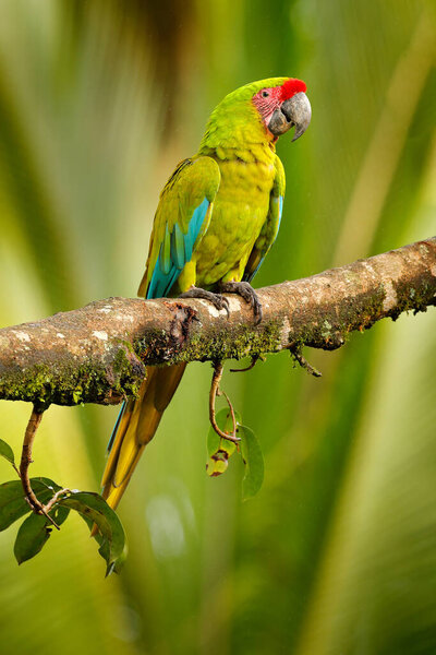 Ara ambigua, green parrot Great-Green Macaw on tree. Wild rare bird in the nature habitat, sitting on the branch in Costa Rica. Wildlife scene in tropic forest. Dark forest with macaw parrot.