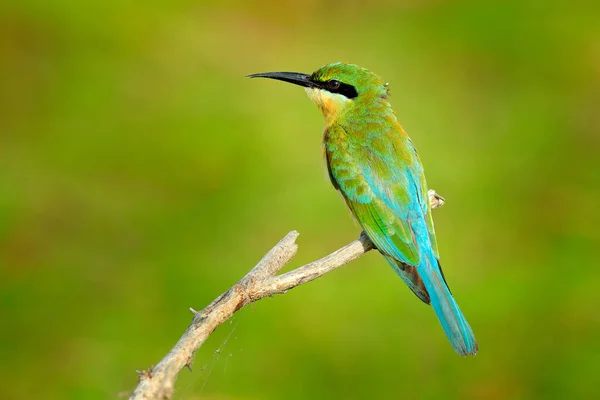 Doğa Ağacı Dallarının Doğal Ortamında Güzel Bir Kuş Mavi Kuyruklu — Stok fotoğraf