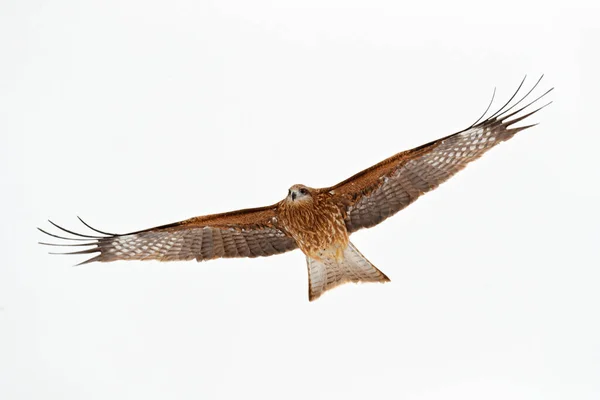 Uccello Rapace Volo Aquilone Nero Milvus Migra Cielo Durante Inverno — Foto Stock