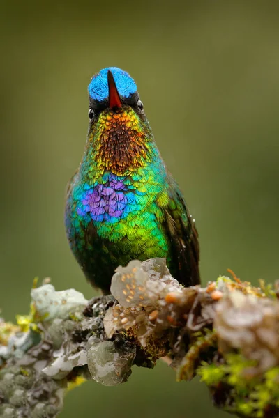 Brillante Pájaro Tinny Brillante Colibrí Garganta Ardiente Panterpe Insignis Pájaro — Foto de Stock