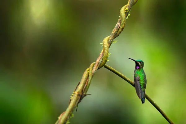 黒を基調とした鮮やかなHeliodxa Schreibersii エクアドルとペルーからのハチドリの詳細な肖像画 光沢のある小さな鳥 緑と紫の急落 エクアドルの熱帯林 野生生物 — ストック写真