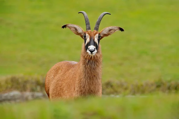 Roan Antelope Hippotragus Equinus Savanna Antelope Found West Central East — Stock Photo, Image