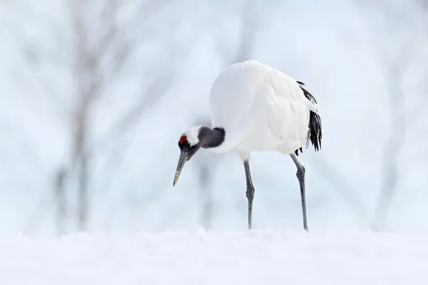 Winter Nature Snowfall Red Crowned Crane Snow Meadow Snow Storm — Stock Photo, Image