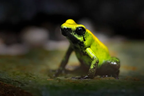 Golden Poison Frog, Phyllobates terribilis, yellow poison frog in tropical nature. Small Amazon frog in nature habitat. Wildlife scene from Colombia.