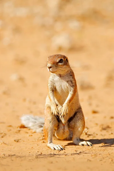 Fokföldi Mókus Xerus Inauris Aranyos Állat Természet Élőhelyén Spitzkoppe Namíbia — Stock Fotó