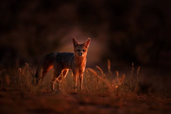 Geceleri Afrika Tilkisi Cape Fox Kgalagadi Botswana Yüz Portresi Afrika — Stok fotoğraf