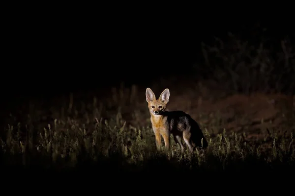 Geceleri Afrika Tilkisi Cape Fox Kgalagadi Botswana Yüz Portresi Afrika — Stok fotoğraf