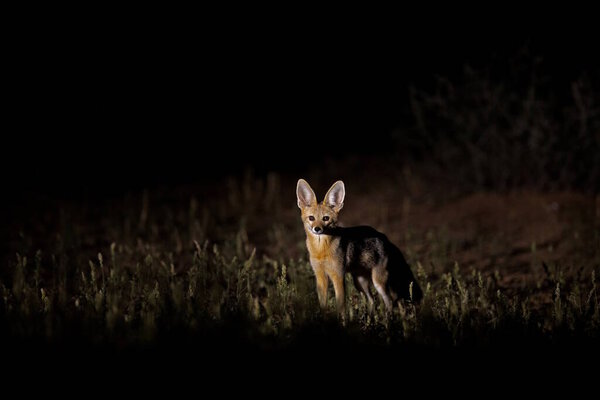 Africa fox at night. Cape fox, face portrait in Kgalagadi, Botswana. wild dog from Africa. Rare wild animal, evening light in grass. Wildlife scene, Okavango delta, Botswana.