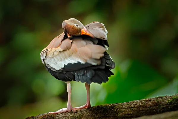 ブラック ベリー ウイスリング ダック デンドロシクナの秋 コスタリカの自然生息地での茶色の鳥 アヒルの枝に座っている 中米の野生動物の風景 — ストック写真