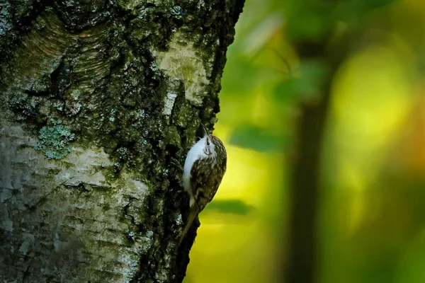 Eurasischer Baumwächter Certhia Familiaris Kleiner Passantenvogel Auf Dem Baumstamm Baumkletterer — Stockfoto