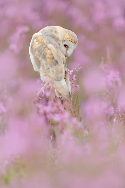 Wildlife Spring Art Scene Nature Bird Beautiful Nature Scene Owl — Stock Photo, Image