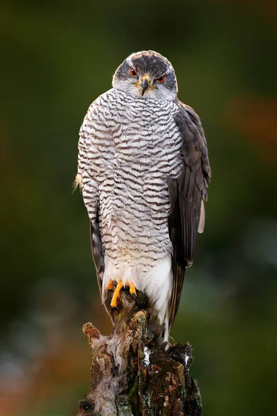 Pták Podzimním Lese Goshawk Accipiter Gentilis Dravý Pták Sedící Větvi — Stock fotografie