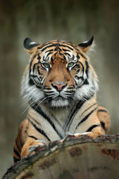 Sumatraanse Tijger Panthera Tigris Sumatrae Zeldzame Tijgerondersoort Die Het Indonesische — Stockfoto