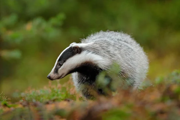 Badger Hutan Tersembunyi Semak Semak Cranberry Kayu Yang Bagus Latar — Stok Foto