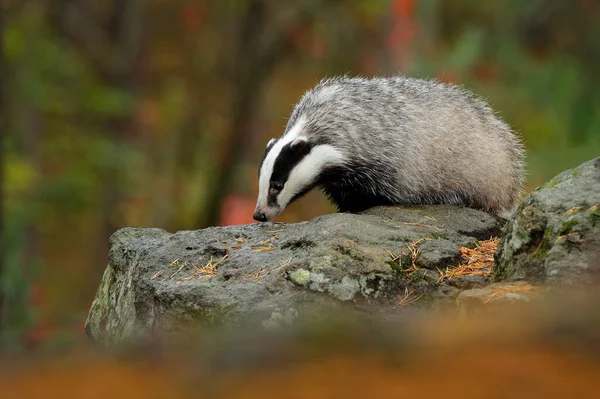 Republik Ceko Kehidupan Liar Badger Hutan Tersembunyi Semak Semak Cranberry — Stok Foto
