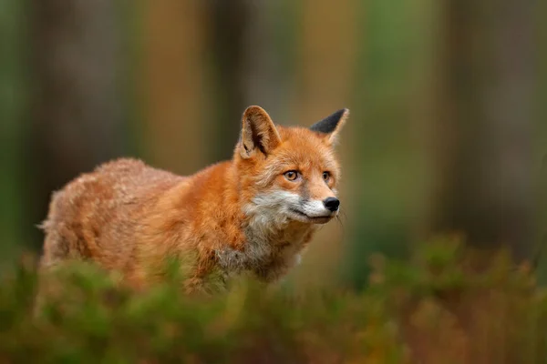 Αλεπού Στο Πράσινο Δάσος Χαριτωμένη Κόκκινη Αλεπού Vulpes Vulpes Στο — Φωτογραφία Αρχείου