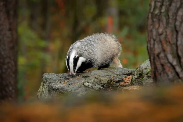 Badger Hutan Tersembunyi Semak Semak Cranberry Kayu Yang Bagus Latar — Stok Foto