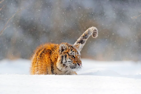 Дика Росія Тигр Холодна Зима Тайзі Росія Снігові Пластівці Диким — стокове фото