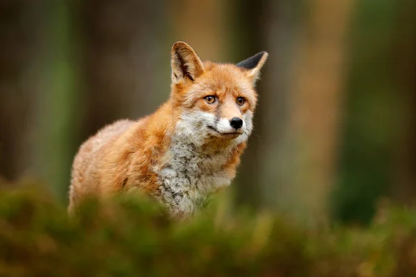 緑の森の狐 かわいい赤狐 苔むした石の上の森の中で 自然からの野生動物のシーン 自然の生息地で動物 緑の環境での動物 — ストック写真