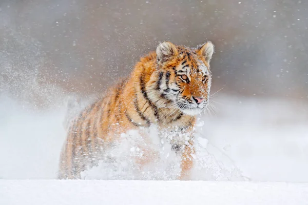 Wildlife Russia Tiger Cold Winter Taiga Russia Snow Flakes Wild — Stock Photo, Image