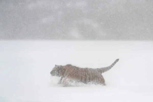 Wildlife Russia Tiger Cold Winter Taiga Russia Snow Flakes Wild — Stock Photo, Image