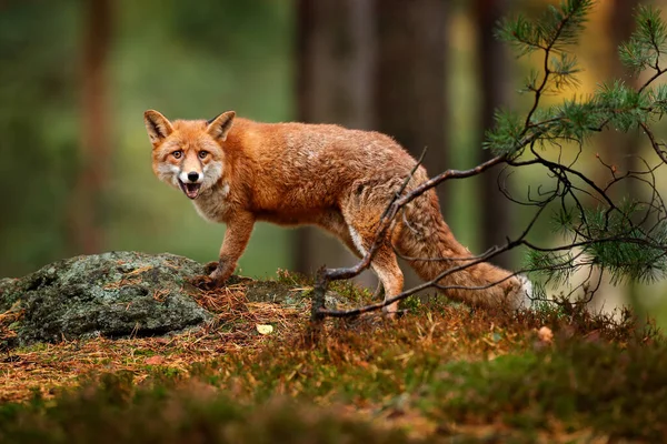 Raposa Floresta Verde Raposa Vermelha Bonito Vulpes Vulpes Floresta Pedra — Fotografia de Stock