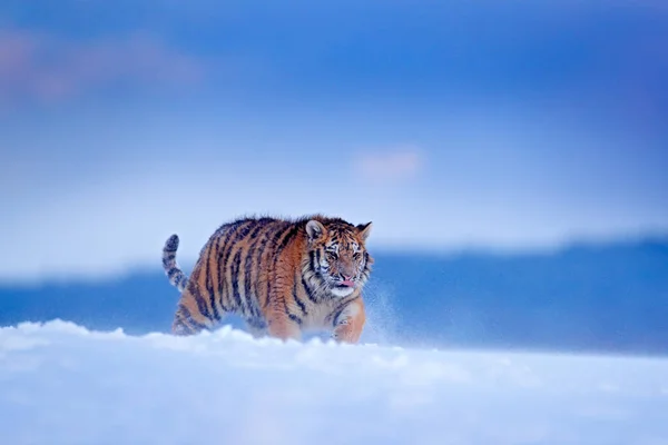 野生動物ロシア タイガー タイガ ロシアの寒い冬 野生のアムール猫と雪のフレーク タイガー雪の野生の冬の自然界で実行されます シベリアトラ 危険な動物と行動野生動物のシーン — ストック写真