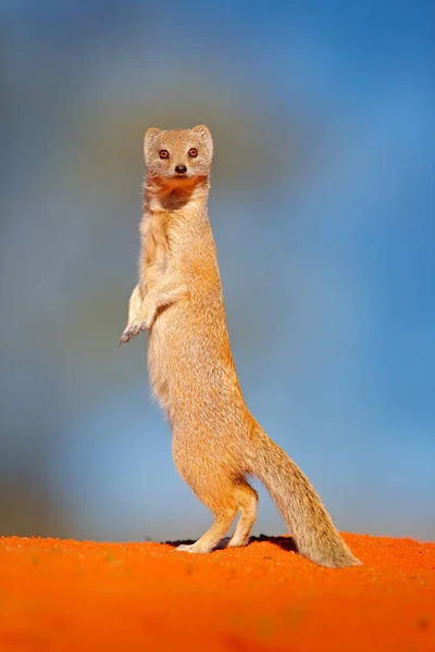 Funny Mongoose Sabbia Rossa Kgalagadi Botswana Africa Mangusta Gialla Cynictis — Foto Stock