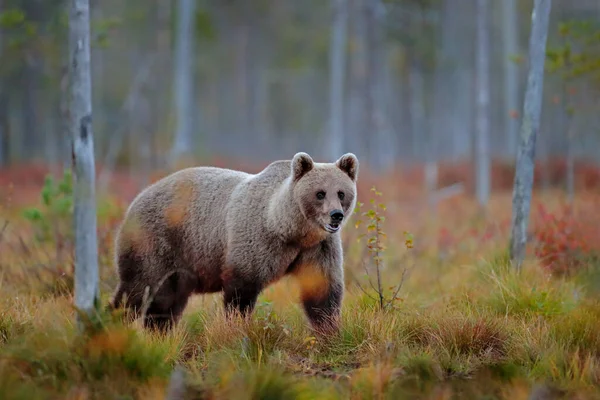 Медведь Спрятан Желтом Лесу Осенние Деревья Медведем Красивый Бурый Медведь — стоковое фото