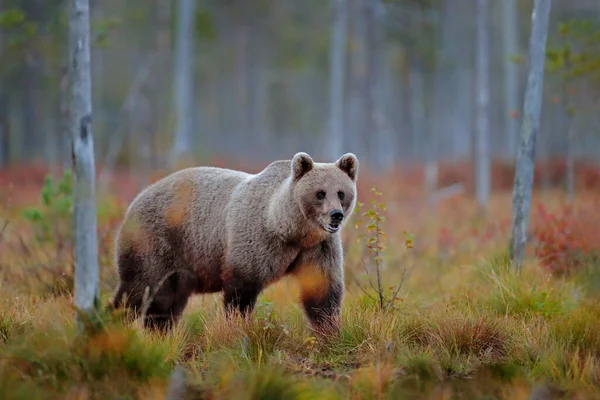 黄色の森の中に隠れてクマ 熊と秋の木 美しい茶色のクマ湖の周りを歩くと 秋の色 生息地での大きな危険動物 ロシアの自然からの野生動物のシーン — ストック写真