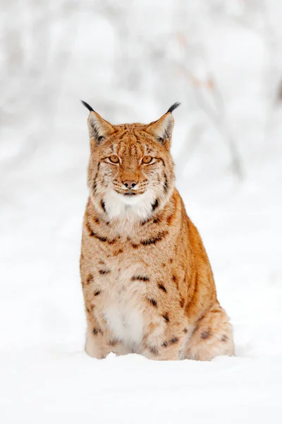 Luchs Yürüyor Ormanda Karlı Vahşi Bir Kedi Kış Doğasından Vahşi — Stok fotoğraf